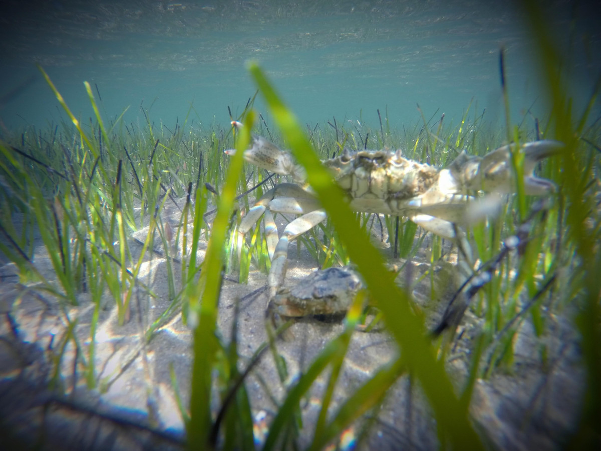 Unterwasseraufnahme einer kleinen Krabbe zwischen Seegras am Jaz-Strand auf der Insel Ugljan, mit klarem Wasser und sandigem Meeresboden.